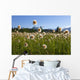 Alaska Cotton Grass In The Mendenhall Wetlands Wall Mural