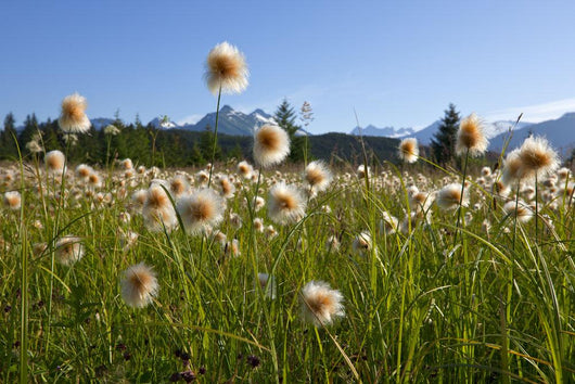 Alaska Cotton Grass In The Mendenhall Wetlands Wall Mural