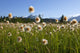 Alaska Cotton Grass In The Mendenhall Wetlands Wall Mural
