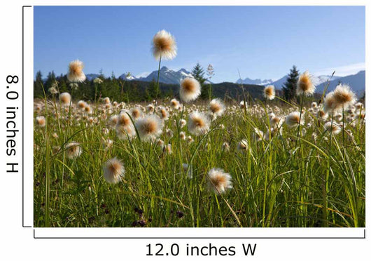Alaska Cotton Grass In The Mendenhall Wetlands Wall Mural