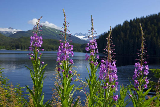 Scenic Auke Lake and Wall Decal
