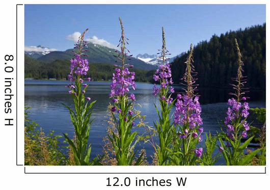 Scenic Auke Lake and Wall Decal