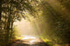 Country road through autumn forest at sunrise Wall Mural
