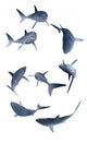 Shark Set Wall Mural