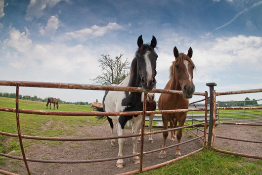 Horses Wall Mural