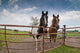 Horses Wall Mural