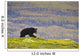 A Black Bear Foraging For Berries Wall Mural