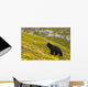A Black Bear Foraging For Berries On A Hillside Wall Mural