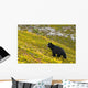 A Black Bear Foraging For Berries On A Hillside Wall Mural