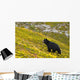 A Black Bear Foraging For Berries On A Hillside Wall Mural
