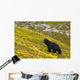 A Black Bear Foraging For Berries On A Hillside Wall Mural