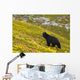 A Black Bear Foraging For Berries On A Hillside Wall Mural