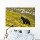 A Black Bear Foraging For Berries On A Hillside Wall Mural