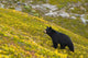 A Black Bear Foraging For Berries On A Hillside Wall Mural