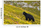 A Black Bear Foraging For Berries On A Hillside Wall Mural