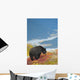 A Black Bear Foraging For Berries On A Hillside Wall Mural