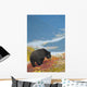 A Black Bear Foraging For Berries On A Hillside Wall Mural