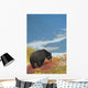 A Black Bear Foraging For Berries On A Hillside Wall Mural