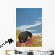 A Black Bear Foraging For Berries On A Hillside Wall Mural