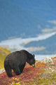 A Black Bear Foraging For Berries On A Hillside Wall Mural