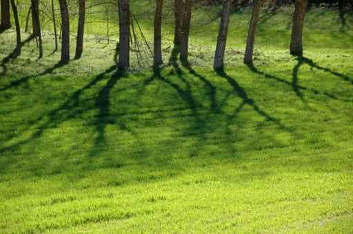 Shadows Wall Decal