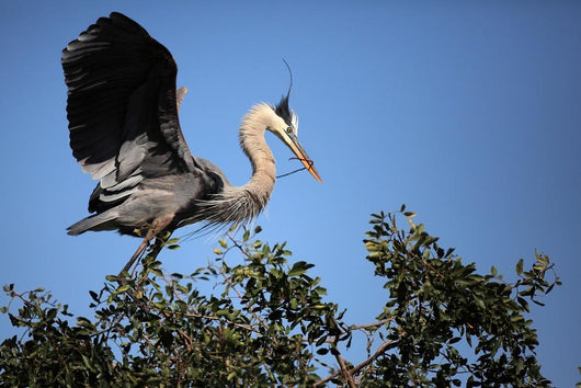 Great Blue Heron Returning Wall Mural