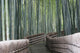 Bamboo Forest Walk Wall Mural