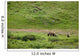 Brown Bear Sow With Two Cubs Wall Mural