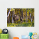 Cow And Calf Moose In Birch Forest Wall Mural