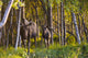 Cow And Calf Moose In Birch Forest Wall Mural