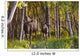 Cow And Calf Moose In Birch Forest Wall Mural