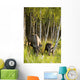 Cow And Calf Moose Feeding Wall Mural