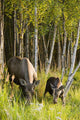 Cow And Calf Moose Feeding Wall Mural