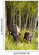 Cow And Calf Moose Feeding Wall Mural