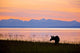 Moose Calf Feeding Wall Mural