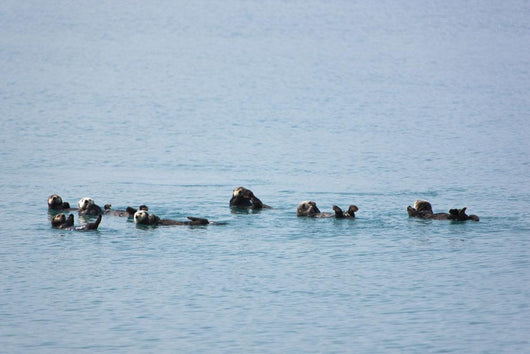 Sea Otters Swimming In Prince William Sound Wall Mural