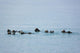 Sea Otters Swimming In Prince William Sound Wall Mural