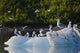 Kittiwakes And Seagulls Sitting On An Ice Berg Wall Mural