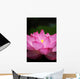 Lotus (Ueno, Tokyo shinobazuno-IKE pond) Wall Mural