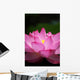 Lotus (Ueno, Tokyo shinobazuno-IKE pond) Wall Mural