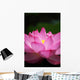 Lotus (Ueno, Tokyo shinobazuno-IKE pond) Wall Mural