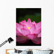 Lotus (Ueno, Tokyo shinobazuno-IKE pond) Wall Mural