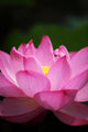 Lotus (Ueno, Tokyo shinobazuno-IKE pond) Wall Mural