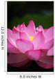 Lotus (Ueno, Tokyo shinobazuno-IKE pond) Wall Mural