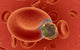 blood cell under attack Wall Mural