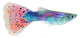 Guppy (Poecilia reticulata) Wall Decal