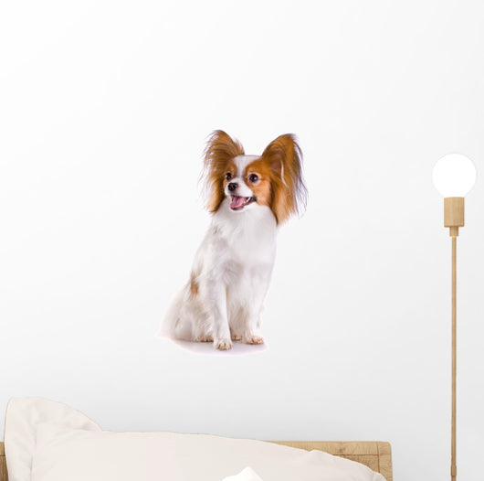 Dog Breed Papillon
