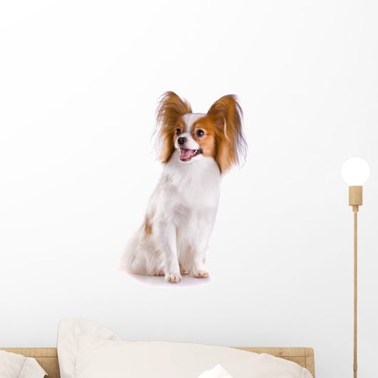 Dog Breed Papillon