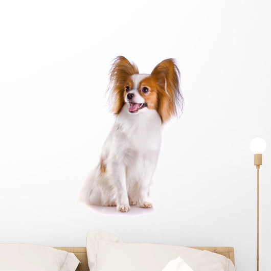 Dog Breed Papillon