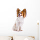 Dog Breed Papillon